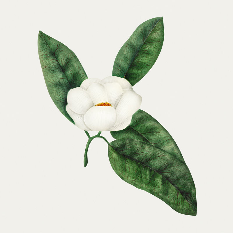 木兰花复古插图