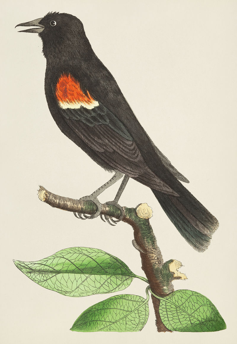 来自博物学家的红肩黄鹂或红翅椋鸟插图；乔治·肖（1751-1813）的《s杂项》（1789-1813）
