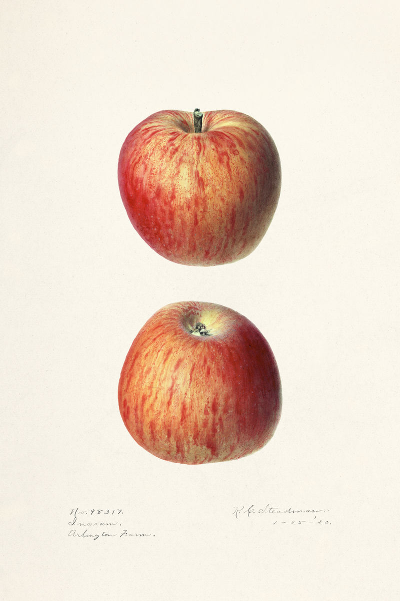 复古红苹果插图模型
