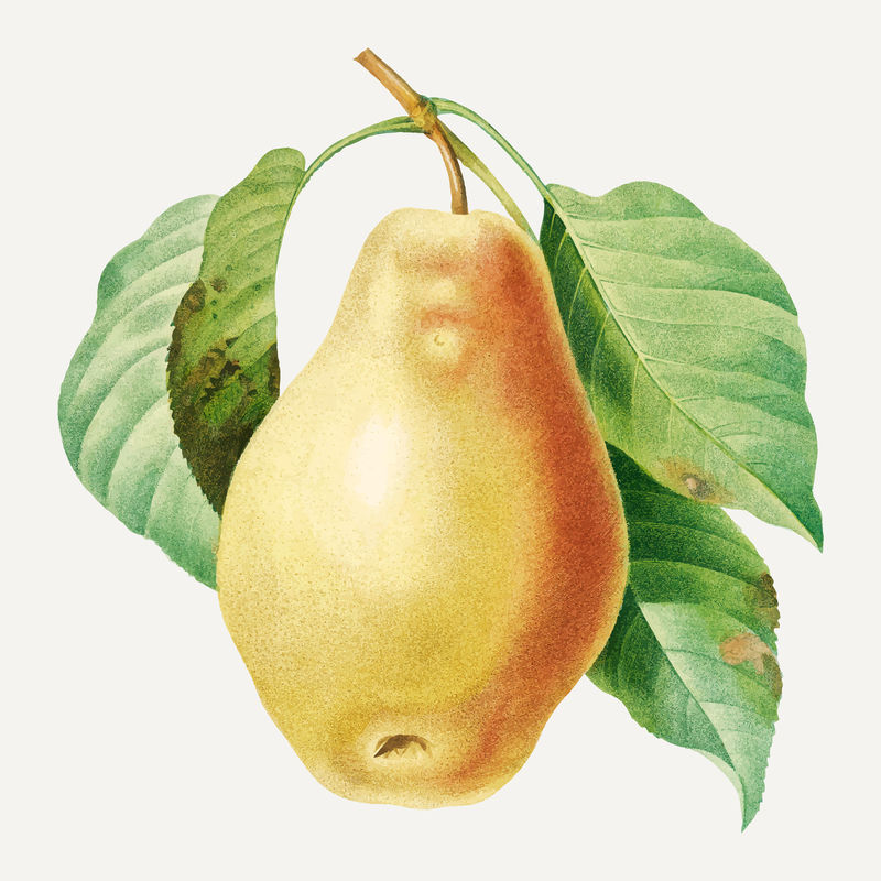 梨果植物载体由Pierre Joseph Redout的艺术品混合而成\u0026eacute；