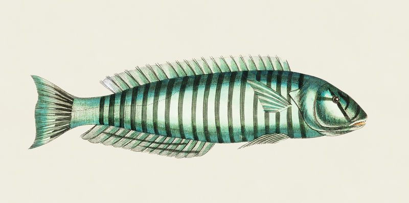环濑鱼（Labrus annuatus）插图出自自然主义者之手\u0026#39；乔治·肖（1751-1813）的《s杂项》（1789-1813）
