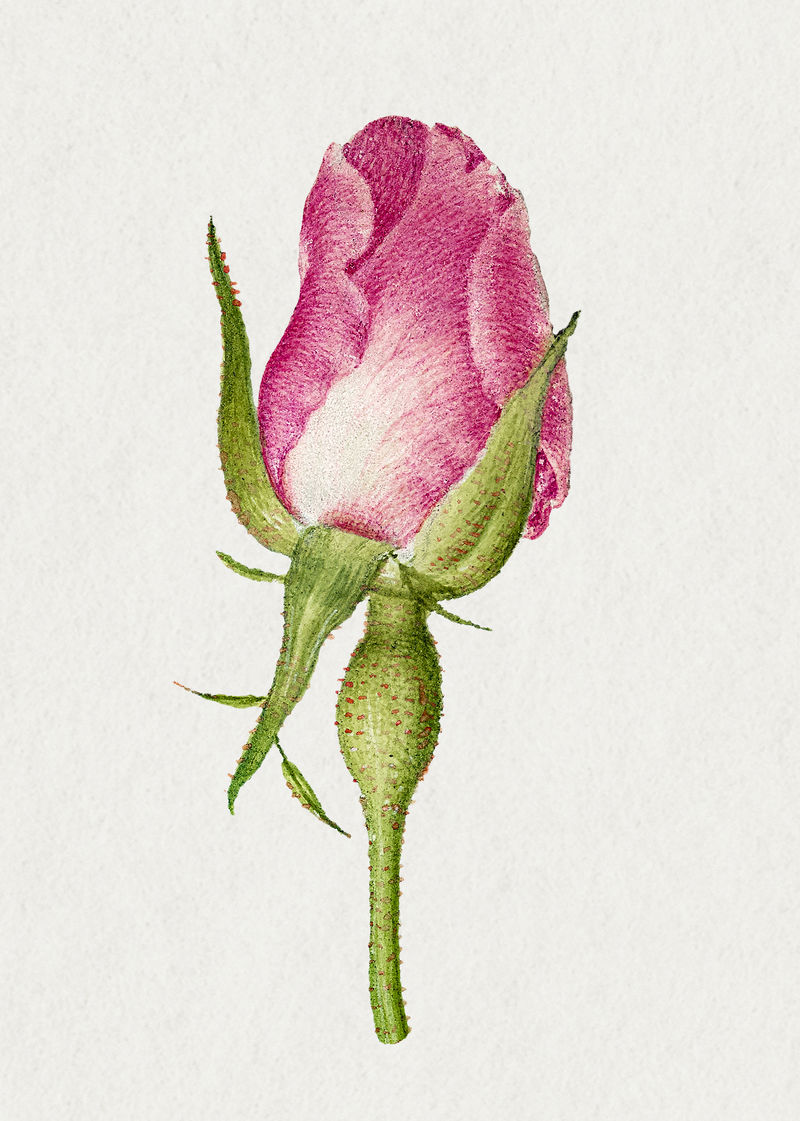 粉红法国玫瑰花插画