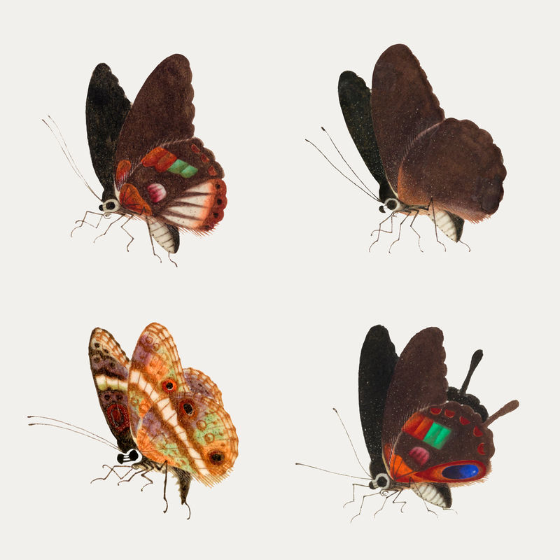 蝴蝶昆虫矢量复古绘画集