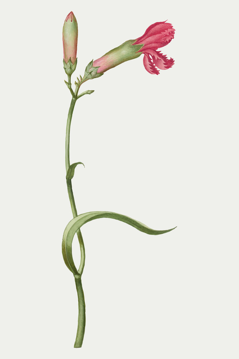 粉色康乃馨花矢量植物插图