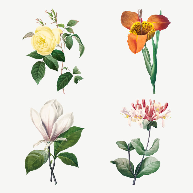 复古花卉植物载体艺术印刷套装由Pierre Joseph Redout的艺术品混合而成\u0026eacute；