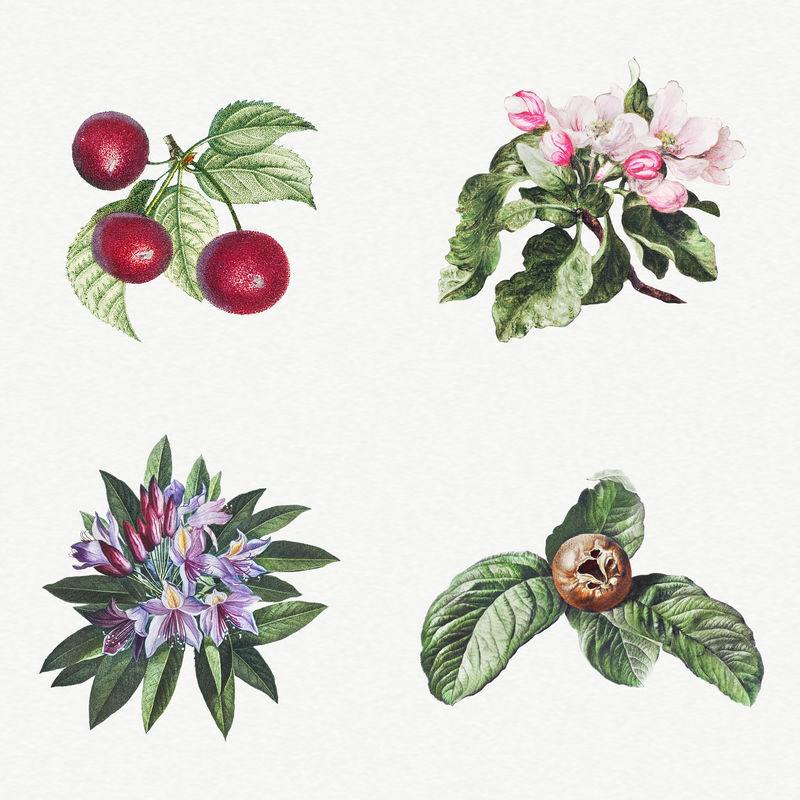 复古花卉树叶和水果插画套装