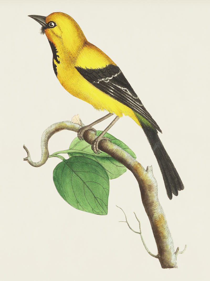 博物学家的小香蕉鸟插图\u0026#39；乔治·肖（1751-1813）的《s杂项》（1789-1813）
