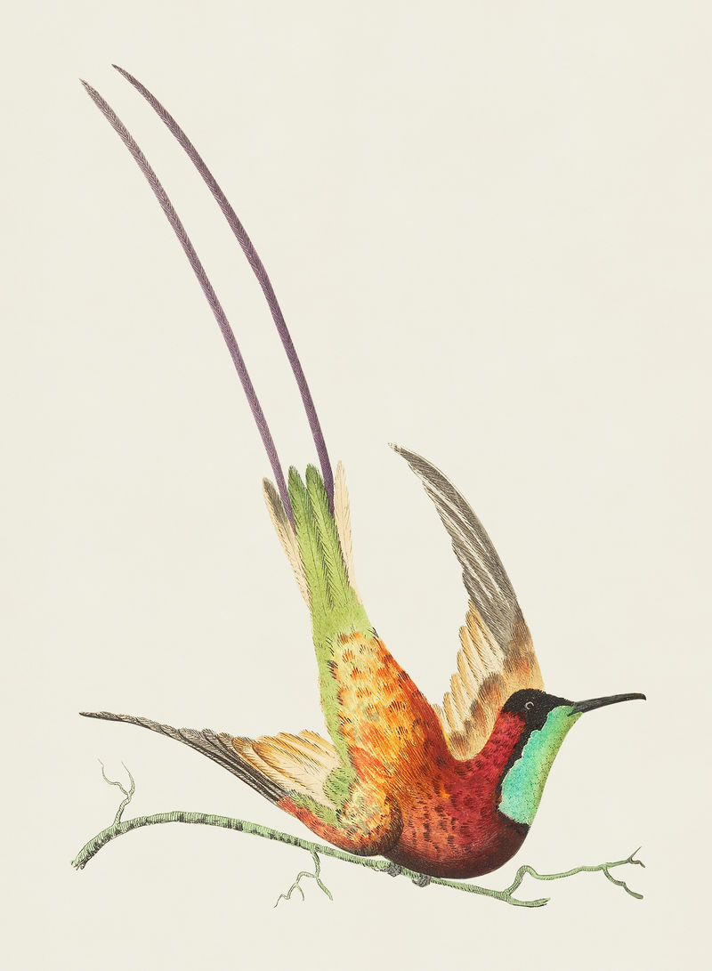 博物学家的黄玉喉蜂鸟或长尾红蜂鸟插图；乔治·肖（1751-1813）的《s杂项》（1789-1813）