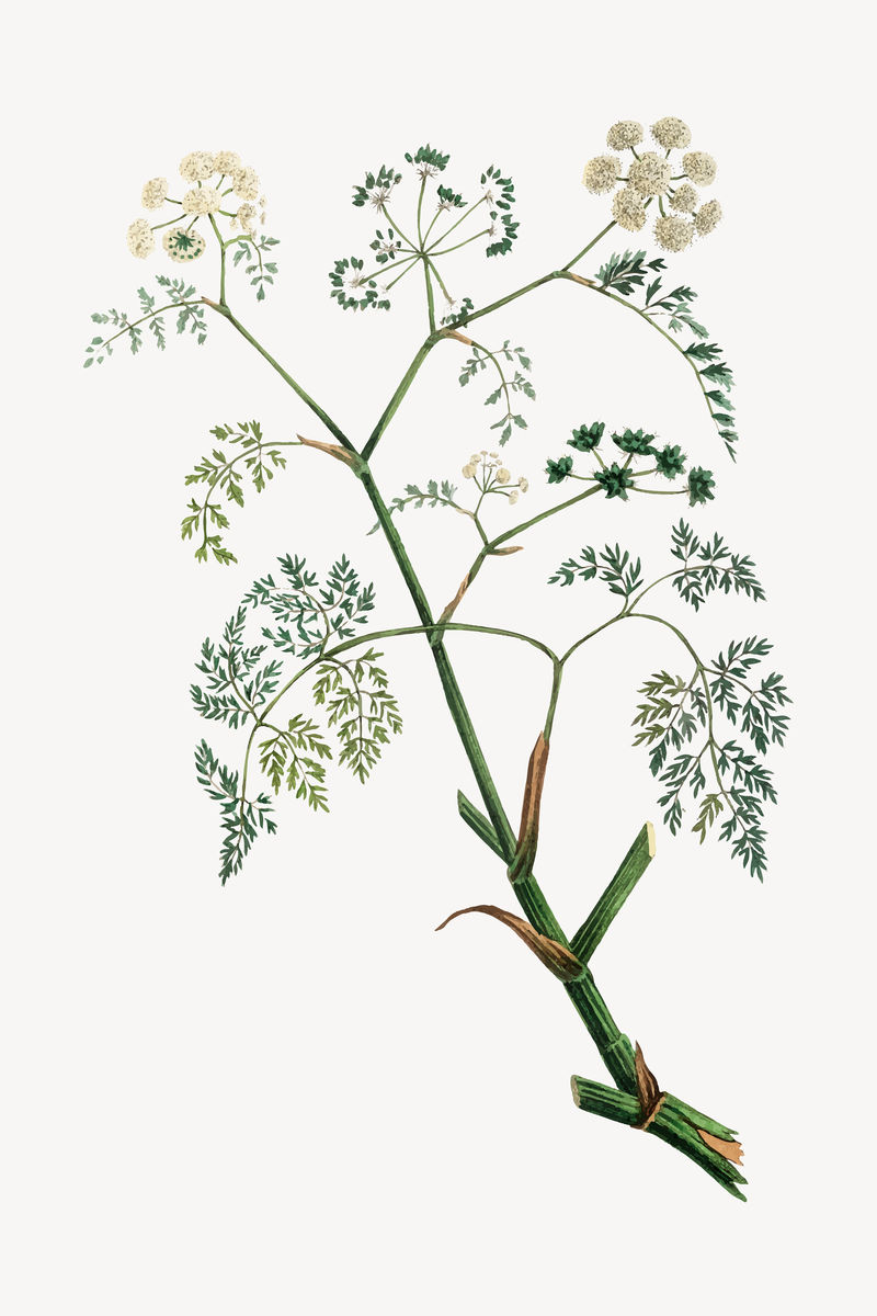 媒介植物黄檗茎插图