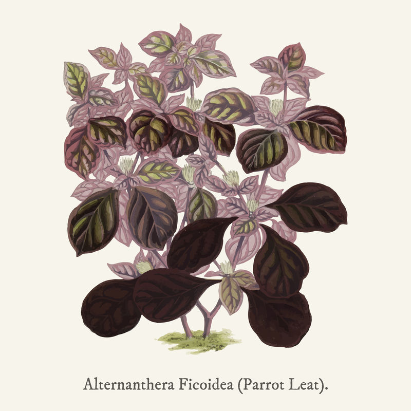 在Shirley Hibberd（1825-1890）的新的和稀有的美丽的叶子植物中发现的水花生
