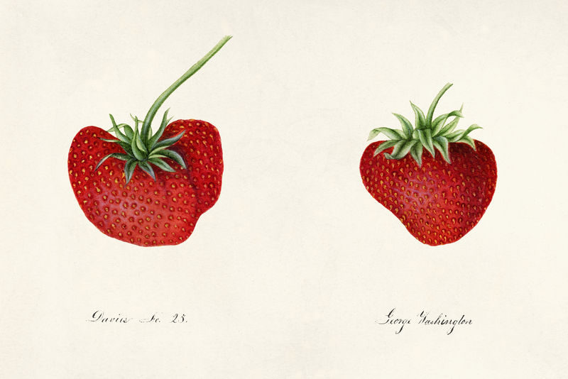 经典草莓插图模型