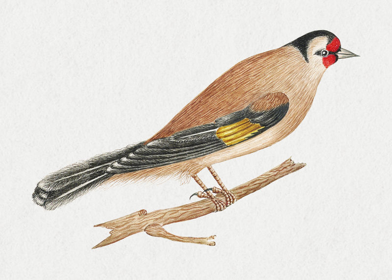 树枝上的棕色鸟从18世纪史密森档案馆的艺术品中混合而成