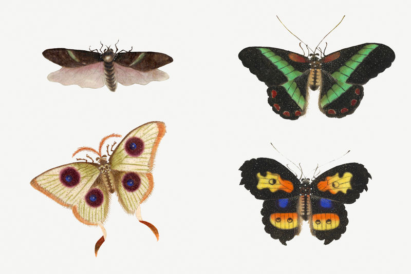 Psd蝴蝶飞蛾和昆虫复古图纸集