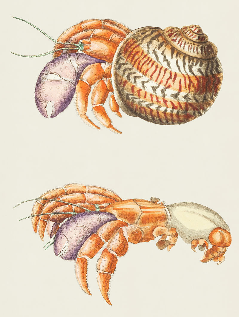 来自博物学家的提奥奇尼斯螃蟹插图&#x27；乔治·肖（1751-1813）的《s杂项》（1789-1813）