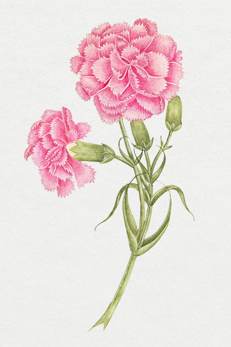 复古粉色康乃馨psd插图从史密森档案馆18世纪艺术品中混合而成
