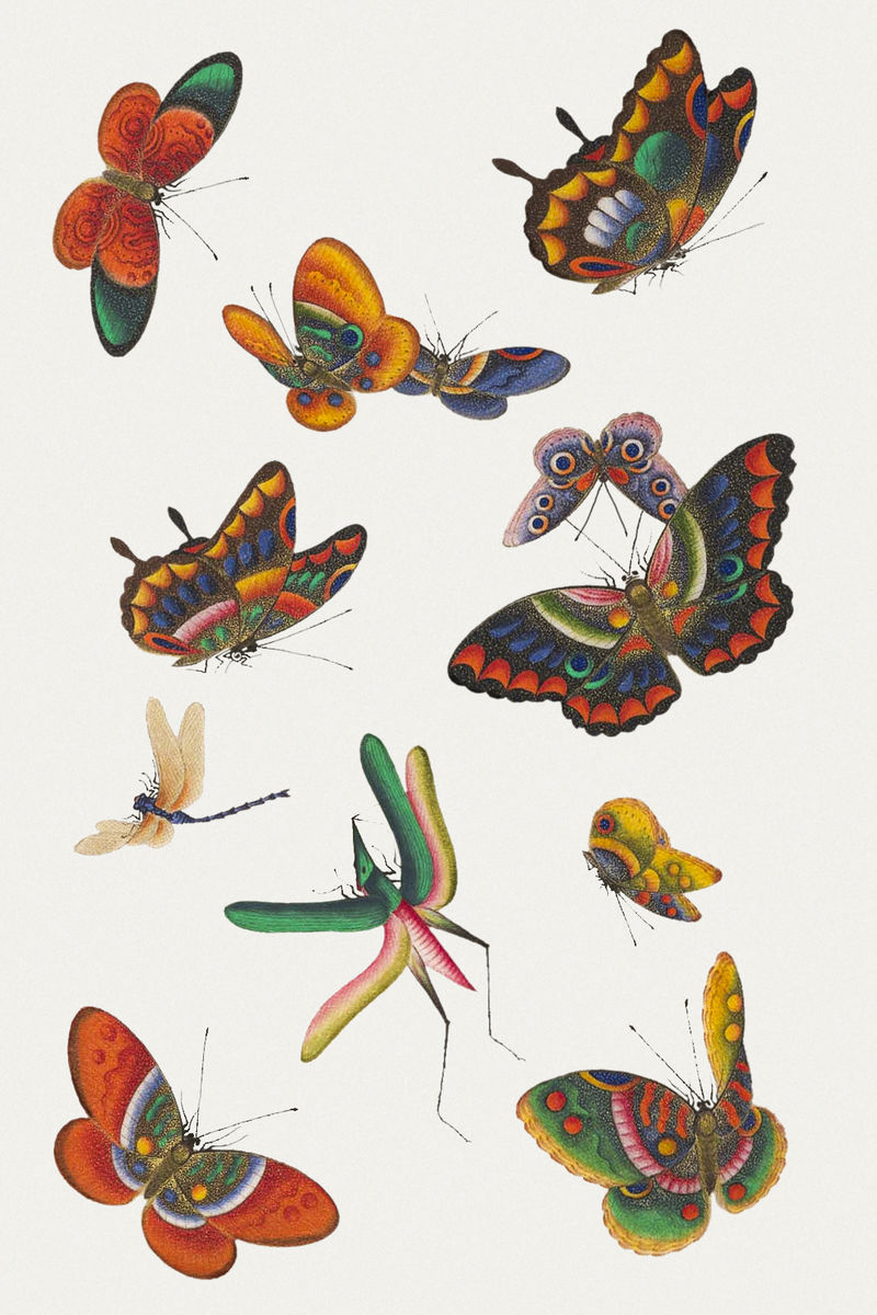 美丽的老式中国蝴蝶和昆虫插图设置模型