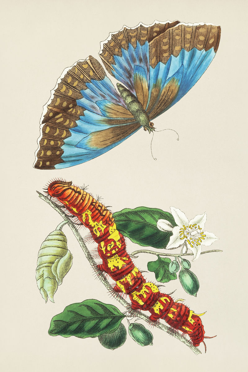 Morpho Telemachus的经典插图