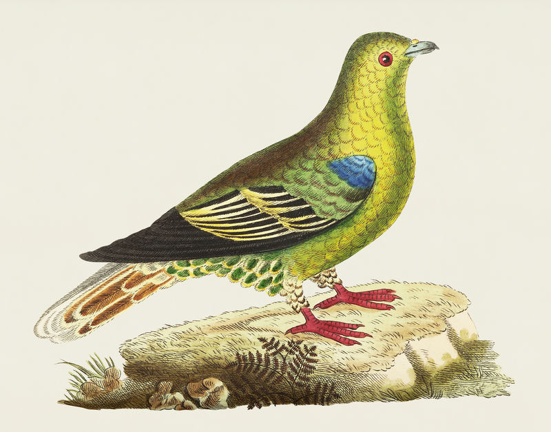 马达加斯加鸽子或绿鸽子的复古插图