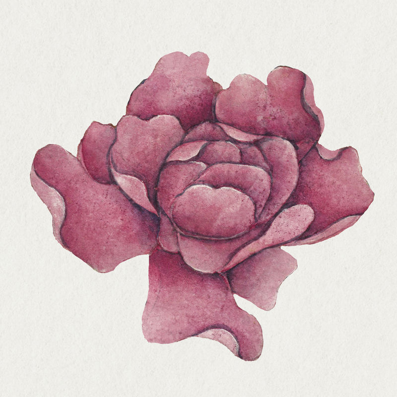 中国粉红玫瑰张若爱艺术作品混音