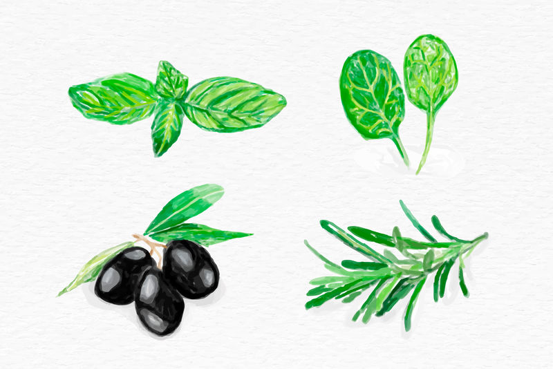 手绘草本植物插图矢量植物集