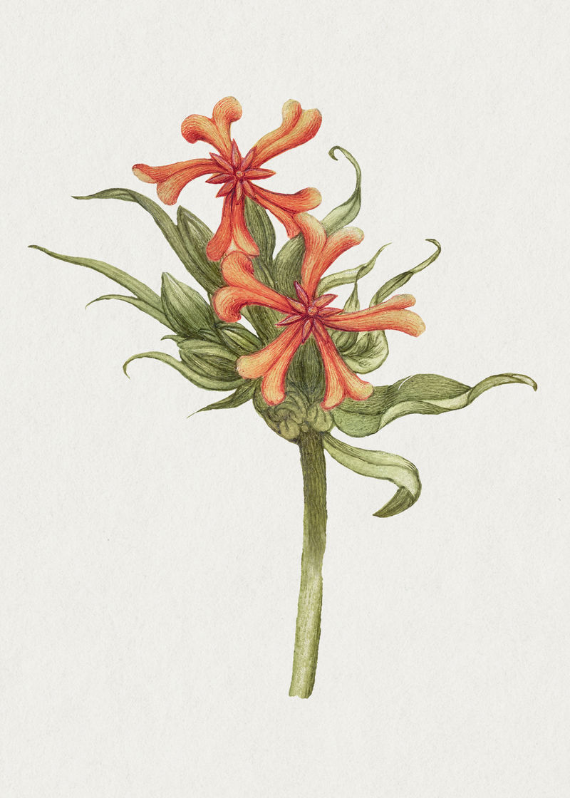 复古马耳他十字花psd插画