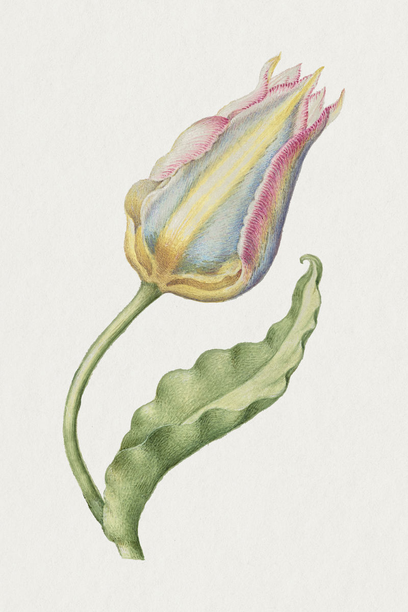 郁金香春花植物复古插图