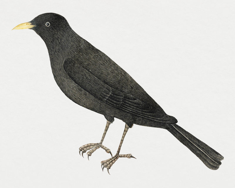 黑鸟psd从史密森档案馆18世纪艺术品中重新混合而成