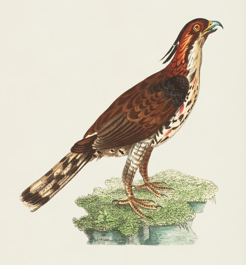 博物学家的稀有猎鹰插图&#x27；乔治·肖（1751-1813）的《s杂项》（1789-1813）