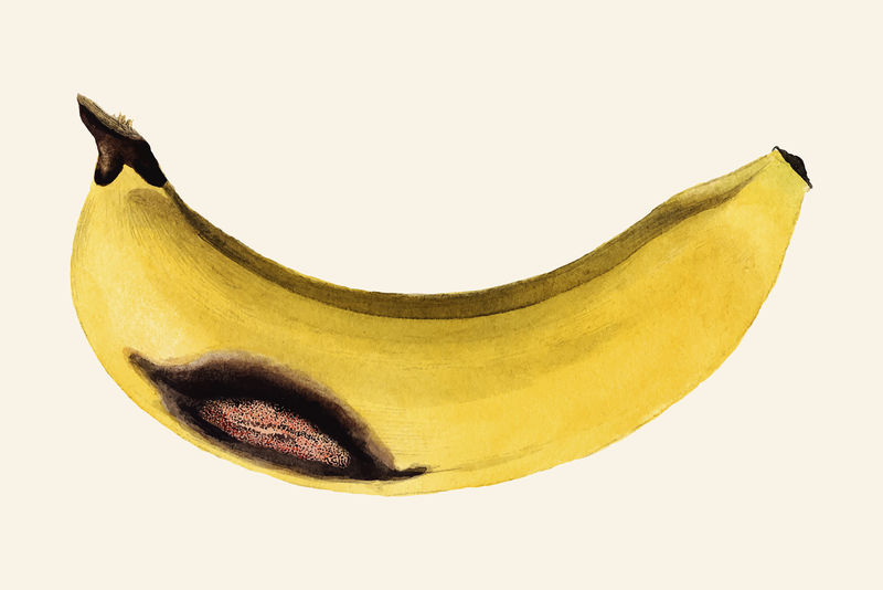 复古香蕉图解矢量