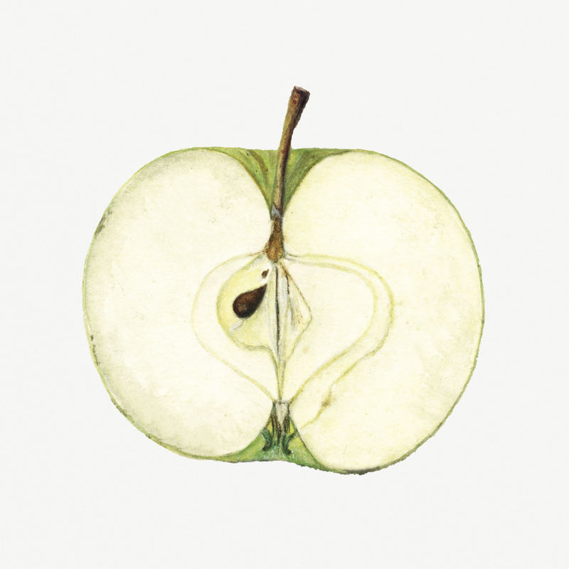 复古青苹果插图模型