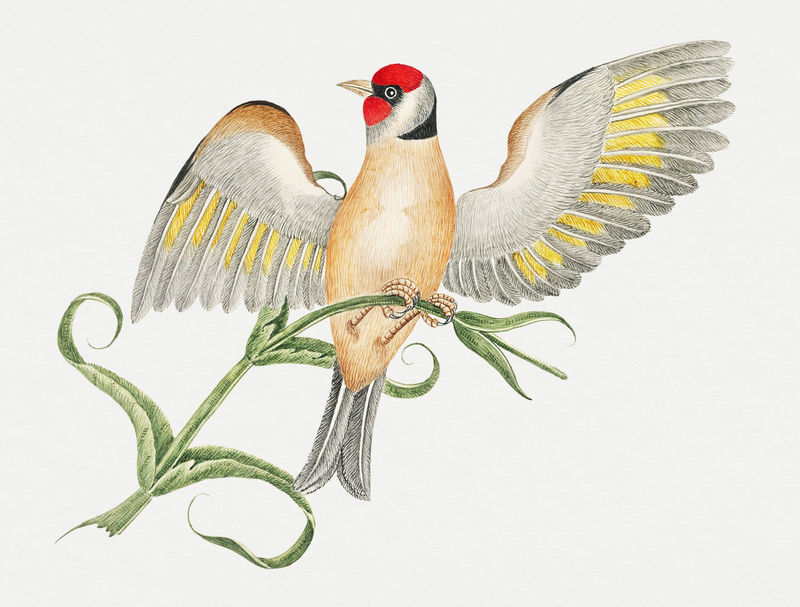 树枝上的棕色小鸟从18世纪史密森档案馆的艺术品中重新混合而成