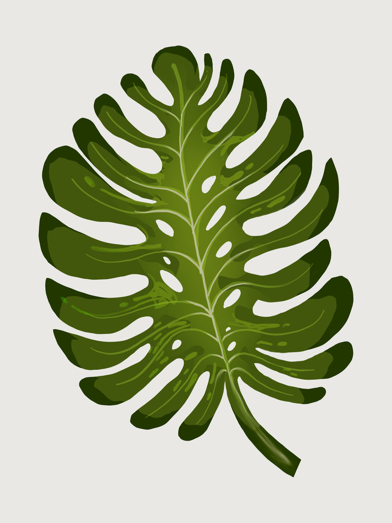 热带裂叶philodendron插图