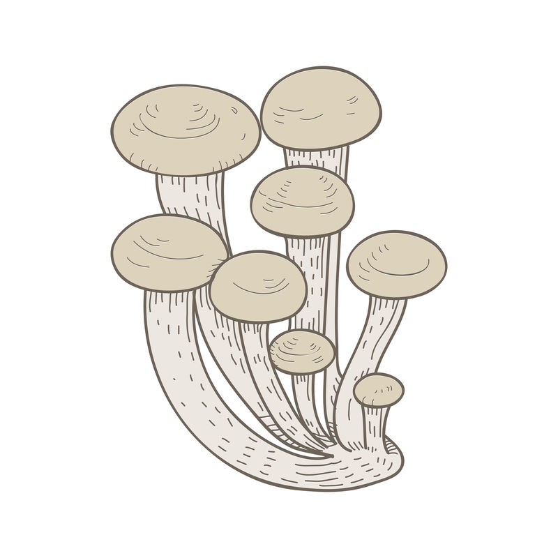 蘑菇病媒