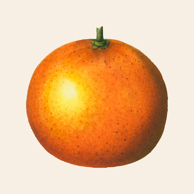 复古橙色矢量水果手绘插图