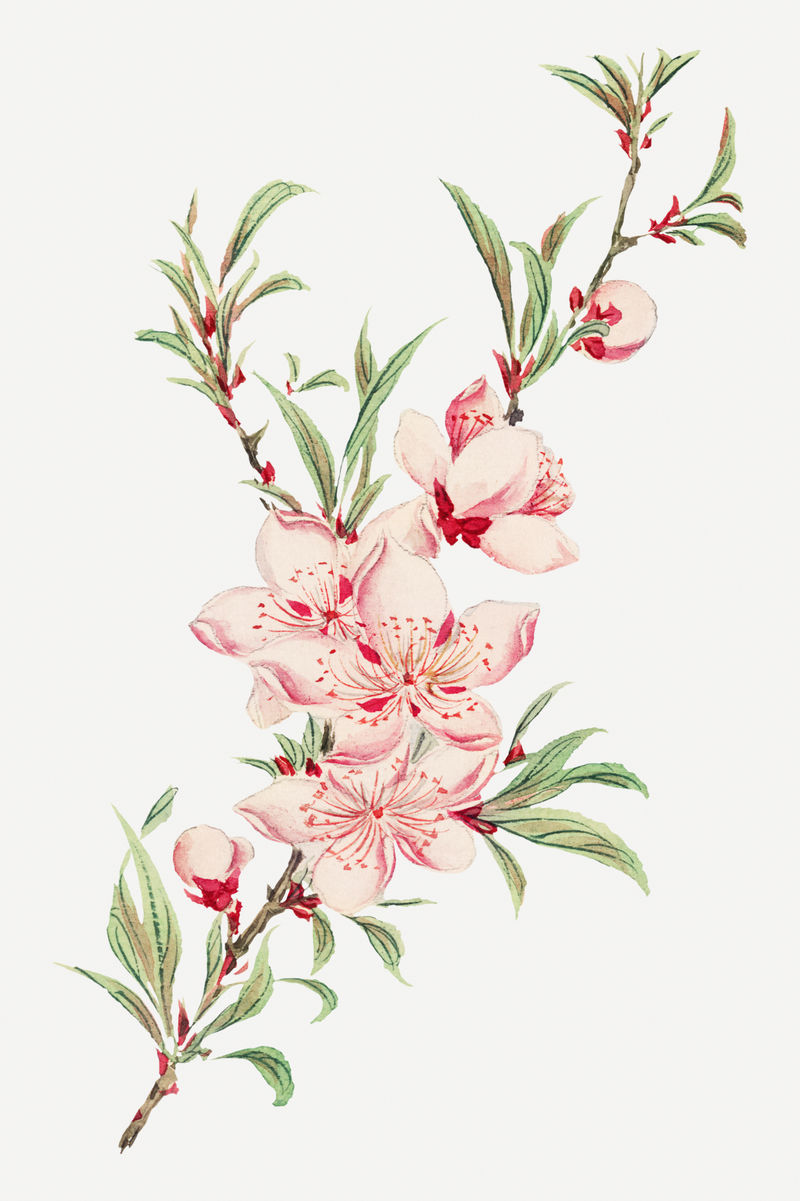 复古日本桃花艺术印花由Megata Morikaga的艺术作品混合而成