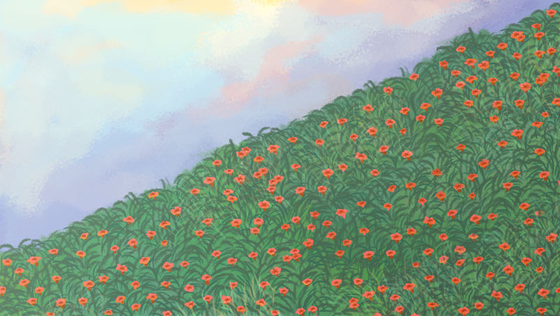 山上盛开的红色罂粟园背景插图