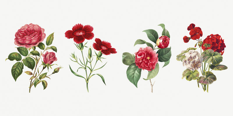复古花卉植物插图套装