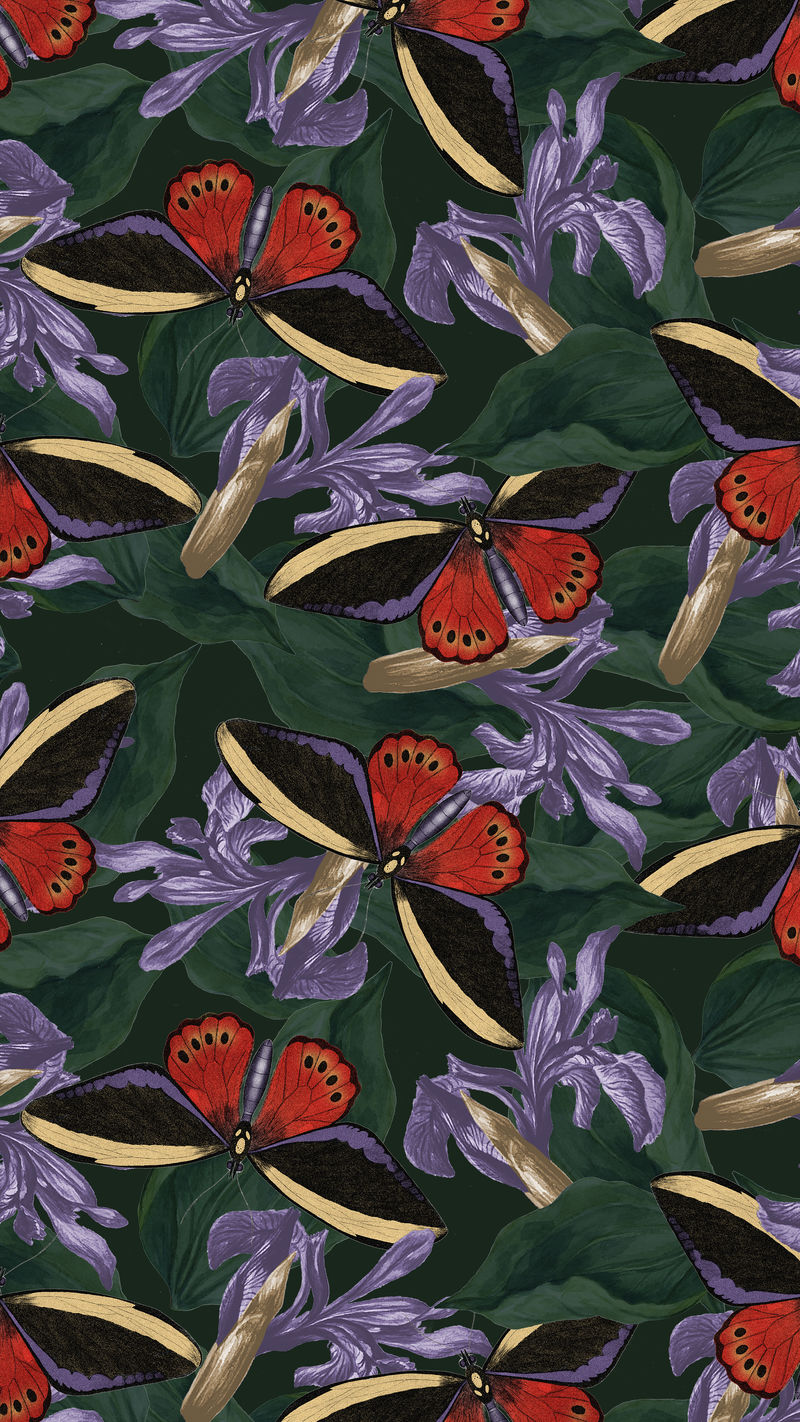 抽象蝴蝶花背景空白由博物学家混音&#x27；乔治·肖的《美国杂集》