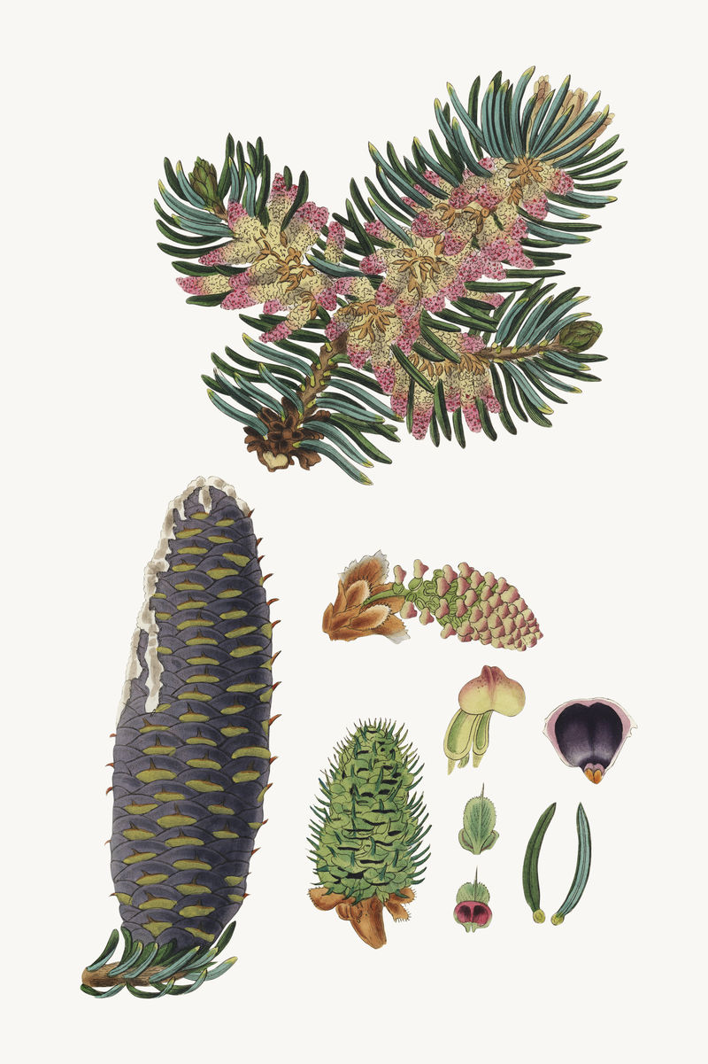 植物香脂植物复古插图