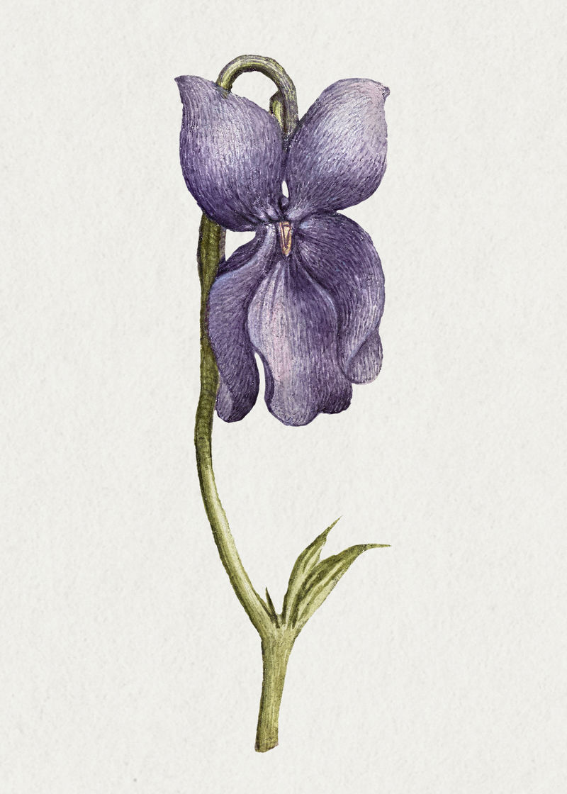 复古甜美紫罗兰花插画