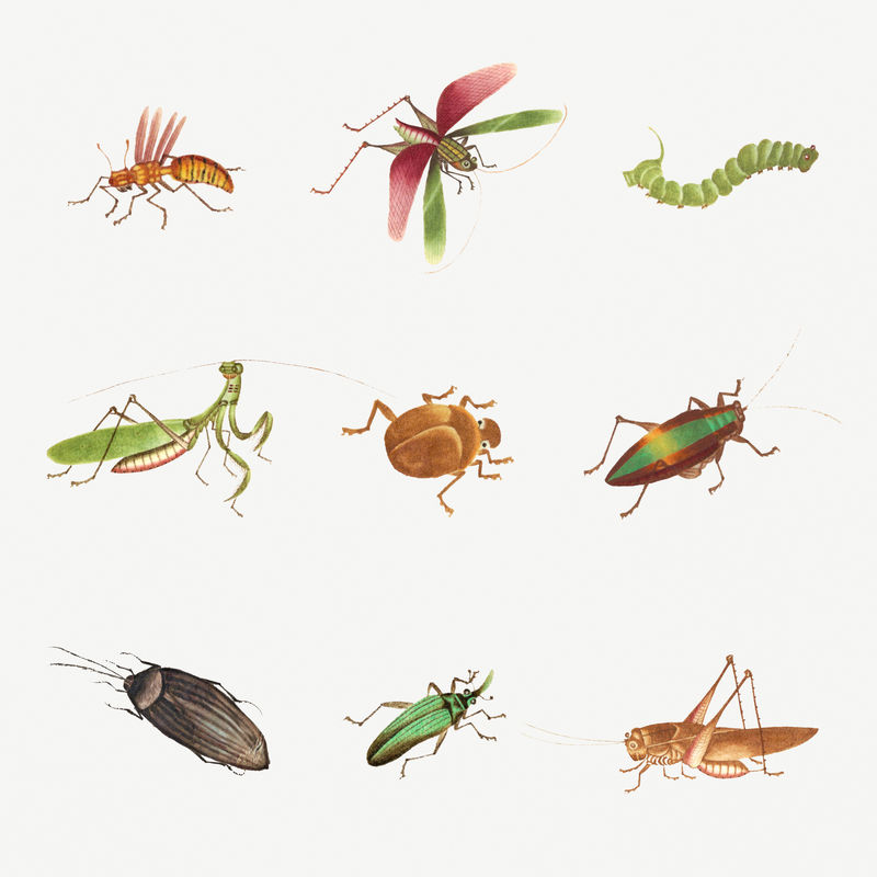 蚱蜢虫子和毛虫复古绘画系列