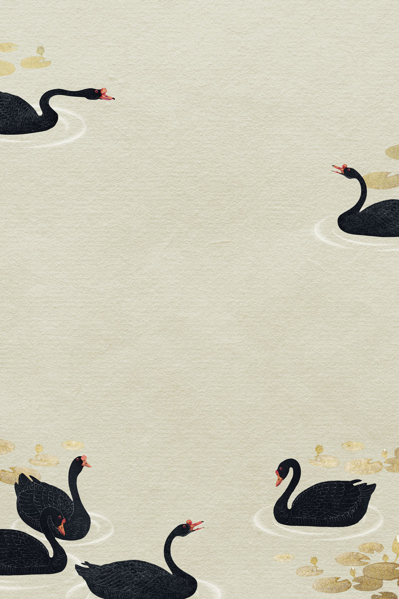 金色荷花池背景插图中游泳的黑雁