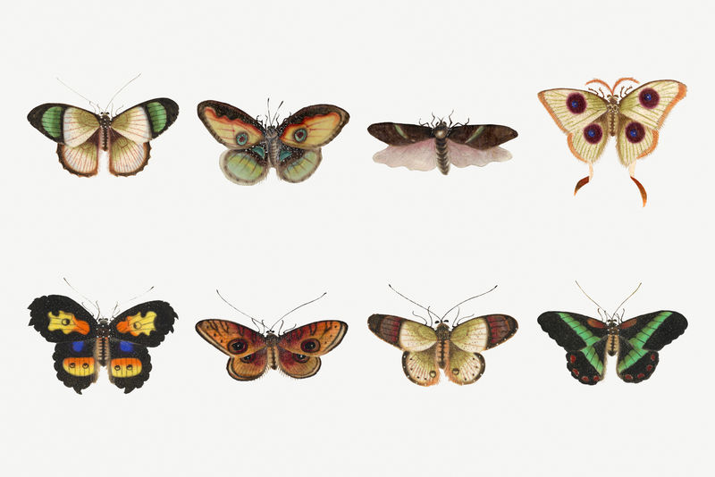 蝴蝶和飞蛾昆虫复古插图套装