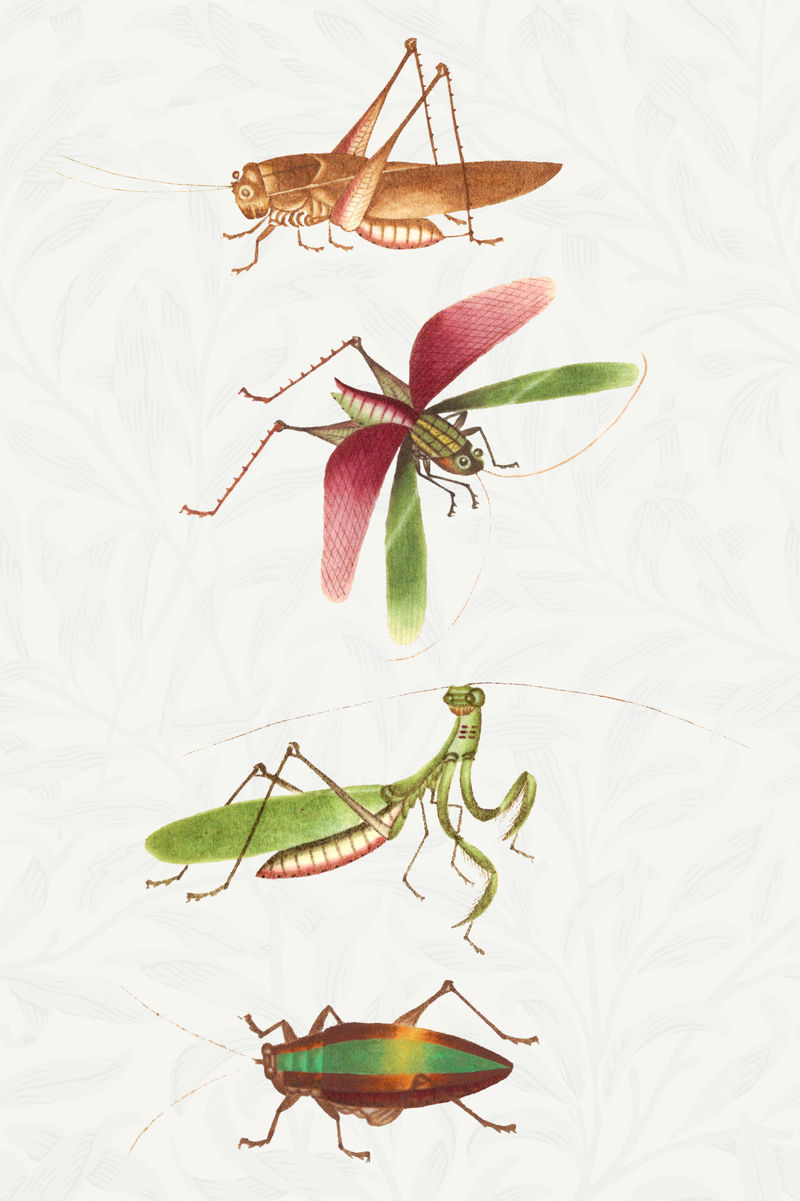 蚱蜢螳螂和臭虫复古插图套装