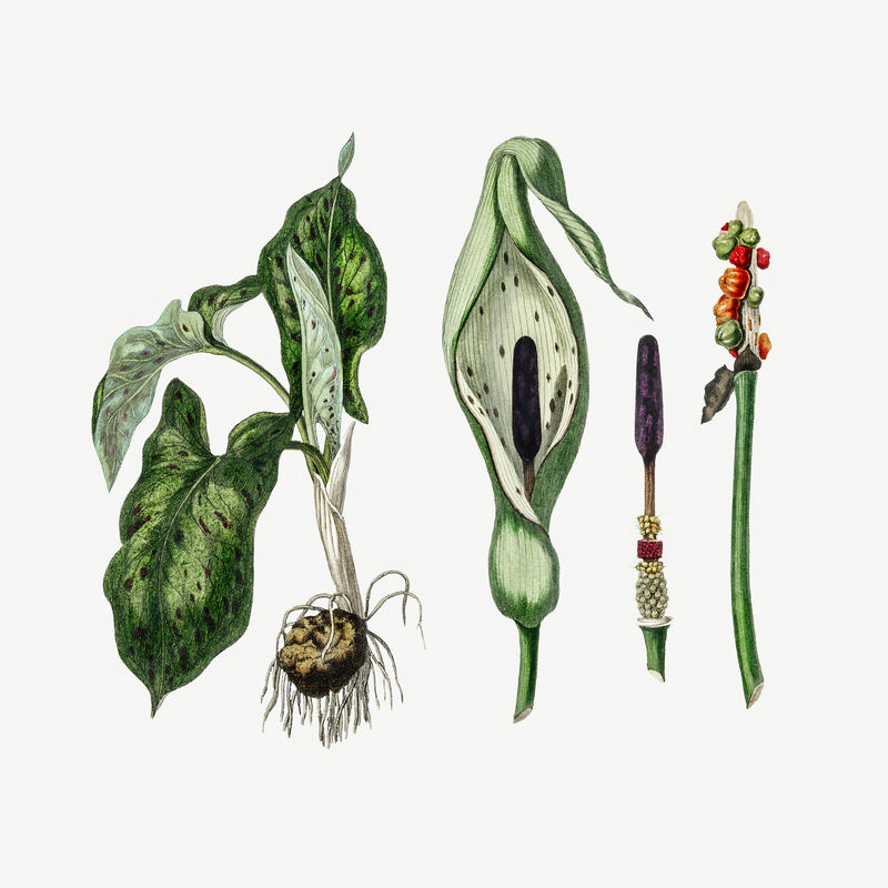 植物杜鹃品脱植物插图