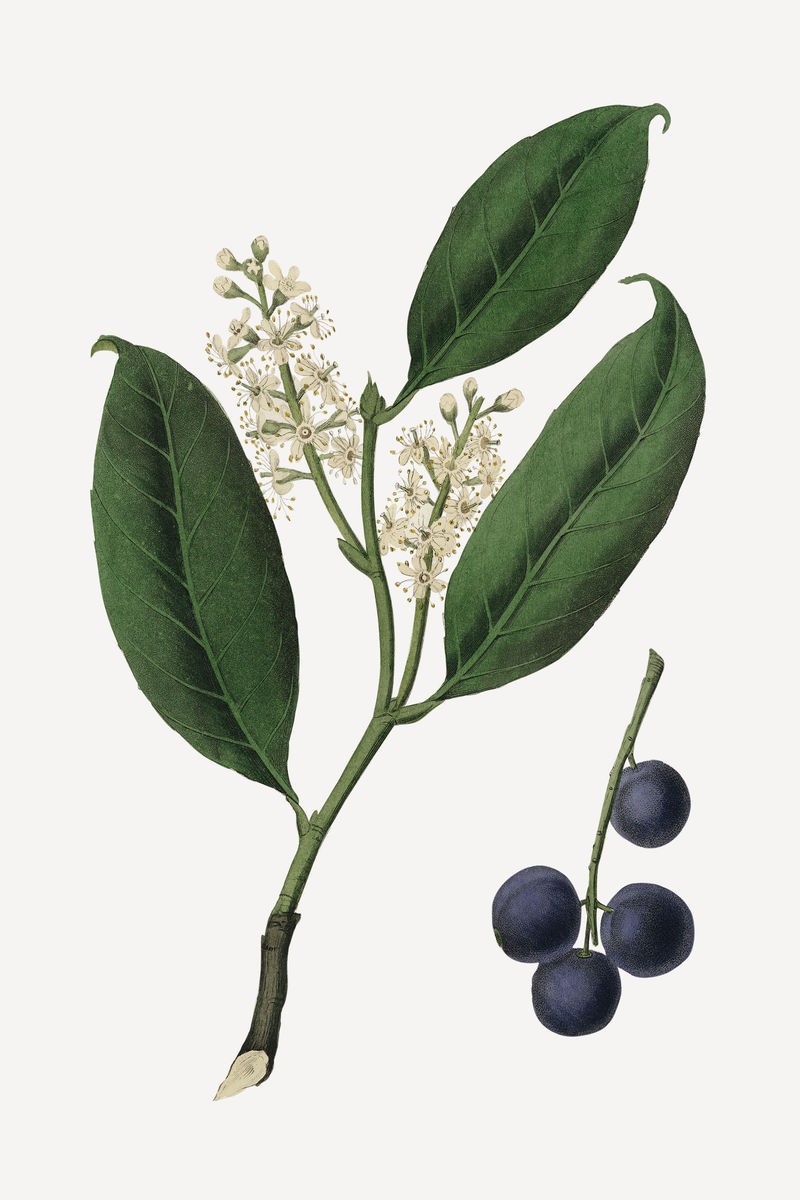植物樱桃月桂植物插图