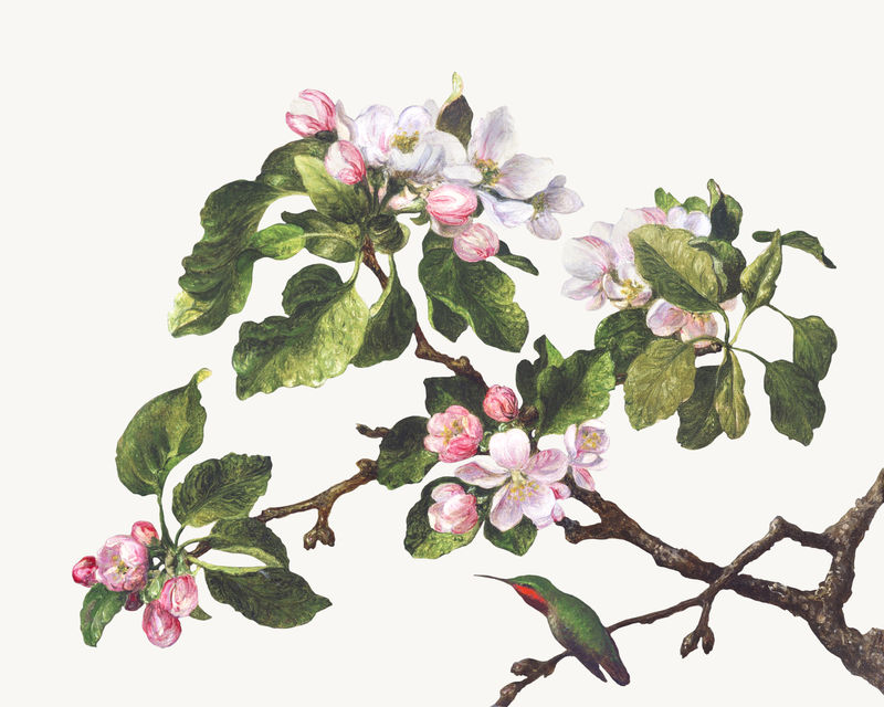 复古苹果花插画由马丁·约翰逊·海德的艺术作品混合而成