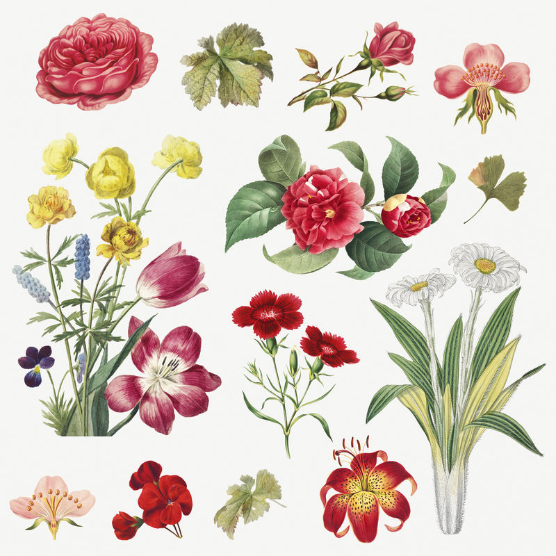 复古花卉植物插图套装