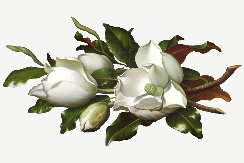复古白木兰花插图由马丁·约翰逊·海德的艺术作品混合而成
