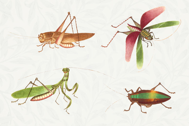 蚱蜢和臭虫复古绘画集